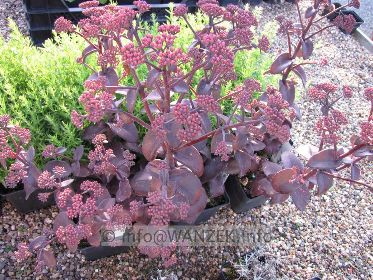Sedum spectabile Xenox.JPG